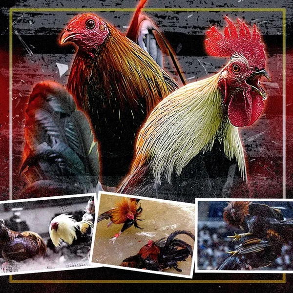 featured image for betso88 online sabong page